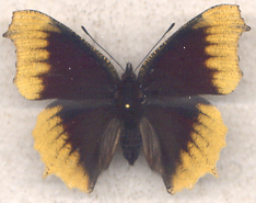 Nymphalis antiopa aberrant (Internet Image property of respective owner, non-commercial use only)